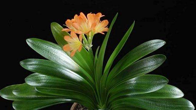 成都環(huán)保裝飾公司 成都環(huán)保裝飾公司